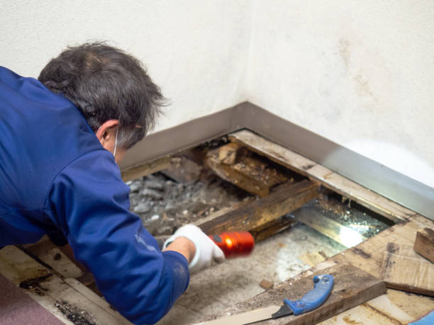 Best Fast Mold Removal  in Calais, ME