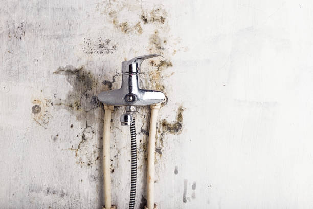 Best Same-Day Mold Removal  in Calais, ME