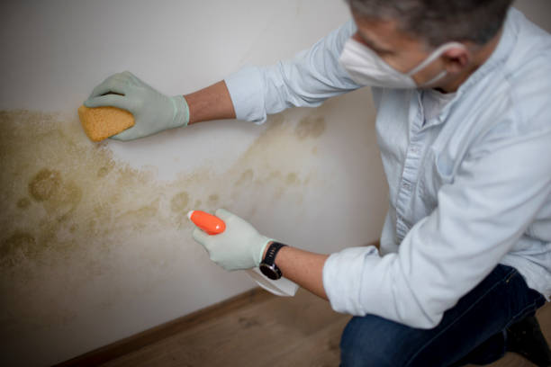 Best Mold Cleaning Services  in Calais, ME