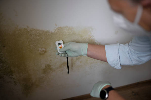 Best Mold Removal Company Near Me  in Calais, ME