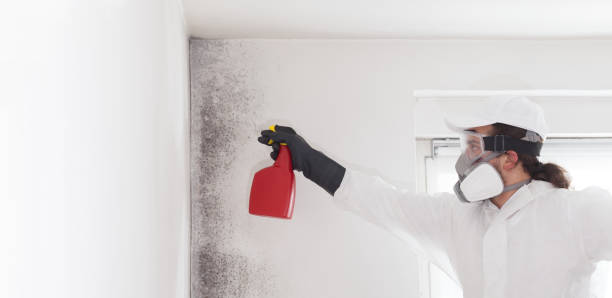Mold Testing and Removal in Calais, ME