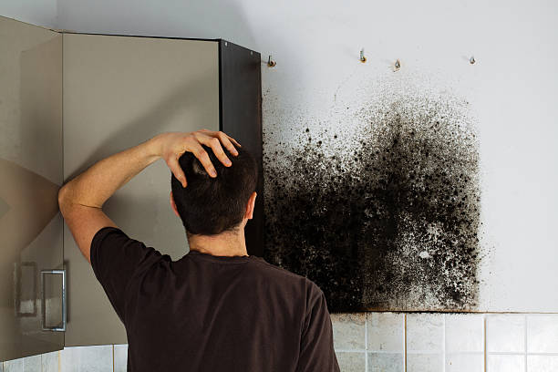 Home Mold Removal in Calais, ME