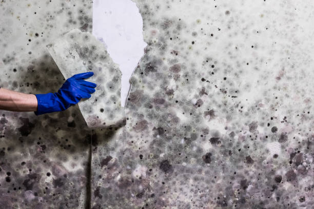 Best Mold Removal and Inspection  in Calais, ME